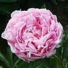 mesmens_glory_014330_100