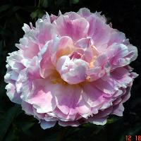 mrs_fdr_07069
