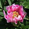 norvegian_blush_012628_100