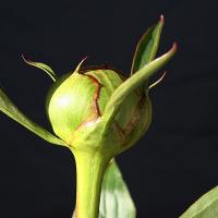 nymphe_008935