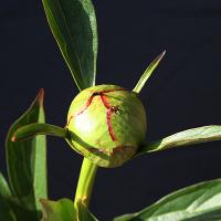 nymphe_008939