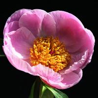 nymphe_012232