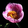 nymphe_012251_100