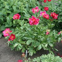 postillion_012668