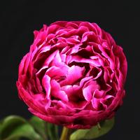 pottsi_plena_013230