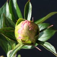princess_margaret_008714
