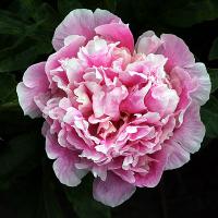 princesse_deligne_014031