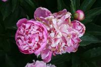 princesse_deligne_014033