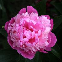 princesse_deligne_014034