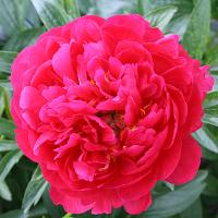 raspberry_charm_012736