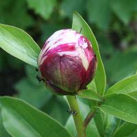 raspberry_rumba_007640