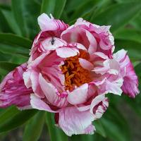 raspberry_rumba_008581