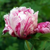 raspberry_rumba_008586