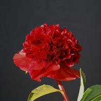 red_monarch_011261