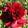 red_monarch_011268_100