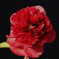red_monarch_011273