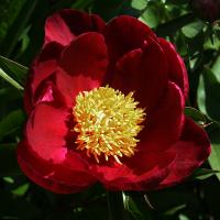 red_queen_008351