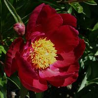 red_queen_008358