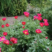scarlet_ohara2_012671