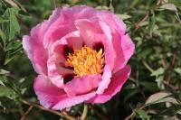 schiewe1043_003844