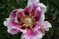 schiewe1062_004907