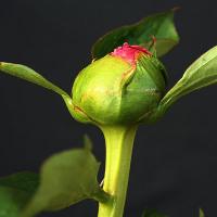 sebastian_maas_010295