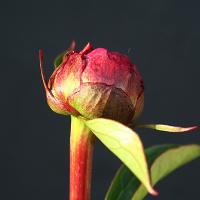 themightymo_009873