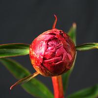 themightymo_009876
