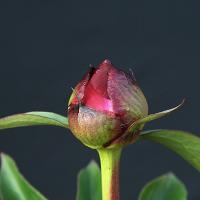 themoor_010089