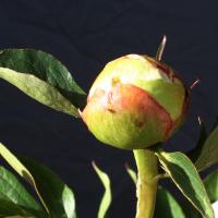 thura_hires_008682