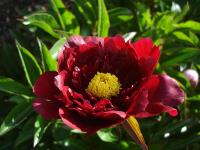 tieganzi_06624