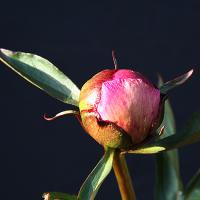 torpilleur_009754