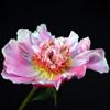 torpilleur_013132_100
