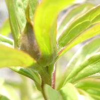 waddickii_dsc03814