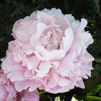 wiesbaden_08692