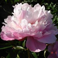 wiesbaden_08696