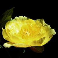 yellow_gem_011489