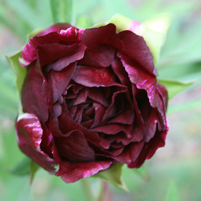 kronos_004279