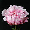 madelon_014487_100