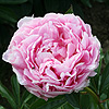mesmens_glory_014330_100