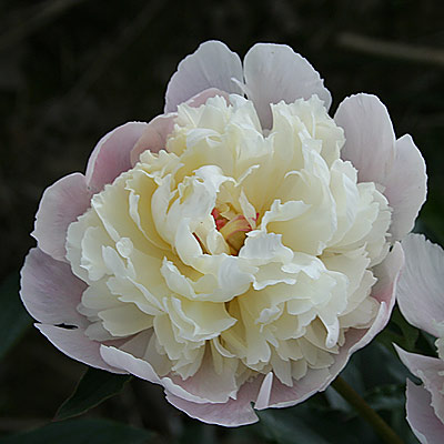 weiss_duftend_013830